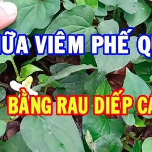 chua viem phe quan bang rau diep ca 300x300 1 1