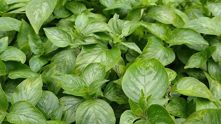 Bài Thuốc Từ Cây Lá Cẩm Chữa Gai Cột Sống