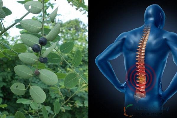 Cây phèn đen chữa gai cột sống, đau nhức xương khớp