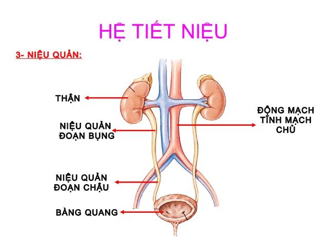 h-tit-niu-26-638