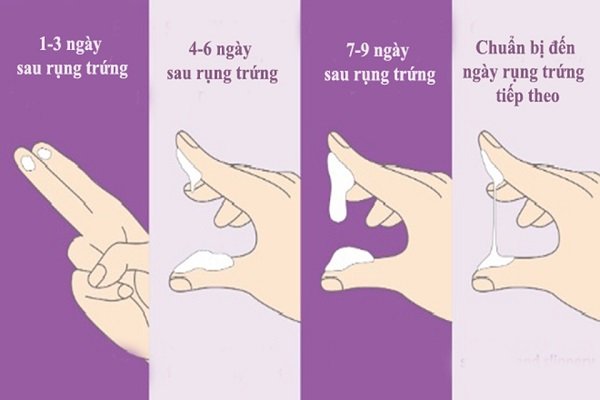Cách tính thời điểm rụng trứng khi có chất nhầy âm đạo