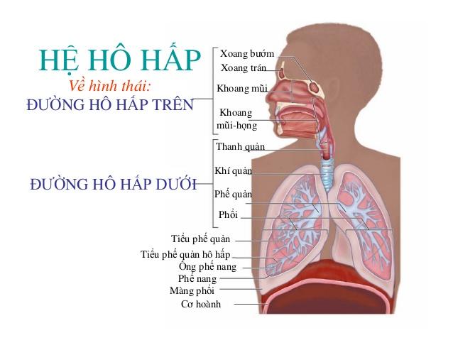hinh2
