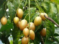 nhung bai thuoc co loi cho suc khoe tu quat hong bi 200x150 1