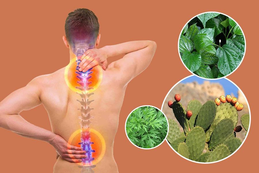 Những bài thuốc dành cho người gai cột sống